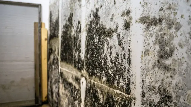 Dark mold growth spreading across a basement-style wall